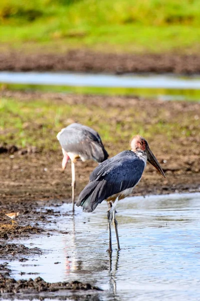 Marabou Stork Rezerwacie Moremi Delta Rzeki Okavango Park Narodowy Botswana — Zdjęcie stockowe