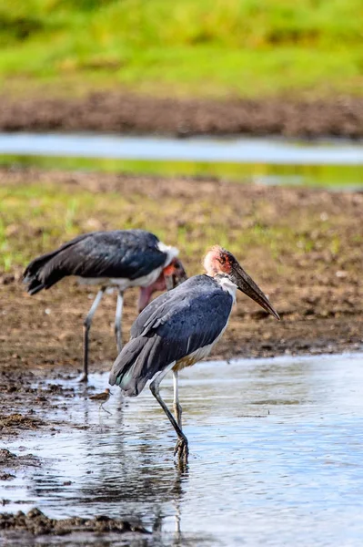 Marabou Stork Moremi Game Reserve Delta Rio Okavango Parque Nacional — Fotografia de Stock