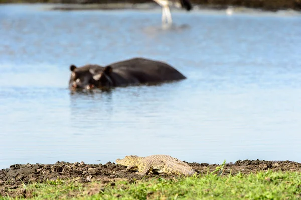 Hipopótamo Reserva Caza Moremi Delta Del Río Okavango Parque Nacional —  Fotos de Stock