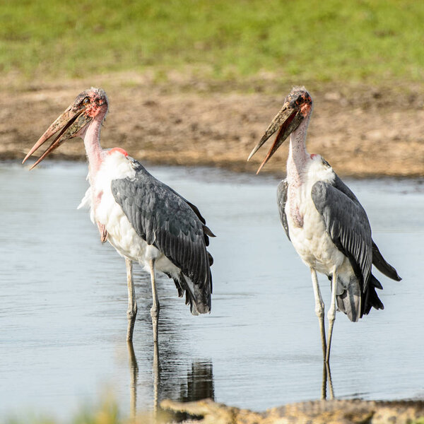 Marabou Stork at the Moremi Game Reserve (Okavango River Delta), National Park, Botswana