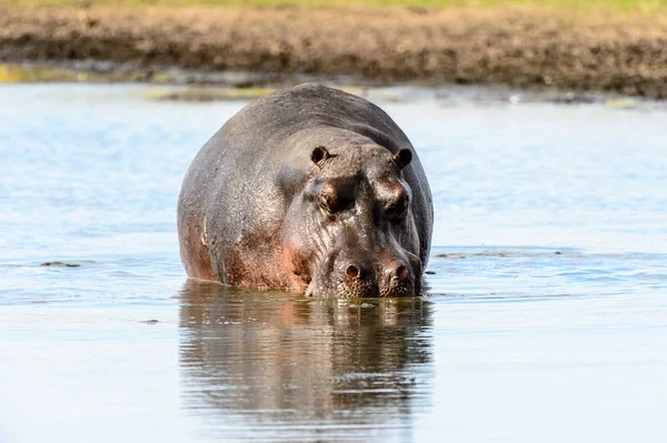 Hipopótamo Reserva Caça Moremi Delta Rio Okavango Parque Nacional Botsuana — Fotografia de Stock