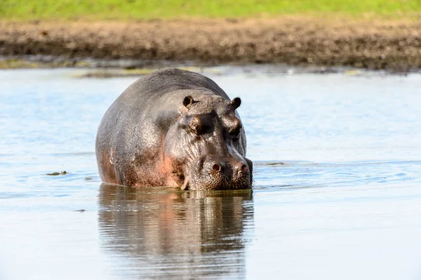 Hippopotamus Moremi Viltreservat Okavango River Delta Nationalpark Botswana — Stockfoto