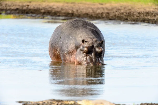 Hipopótamo Reserva Caza Moremi Delta Del Río Okavango Parque Nacional — Foto de Stock