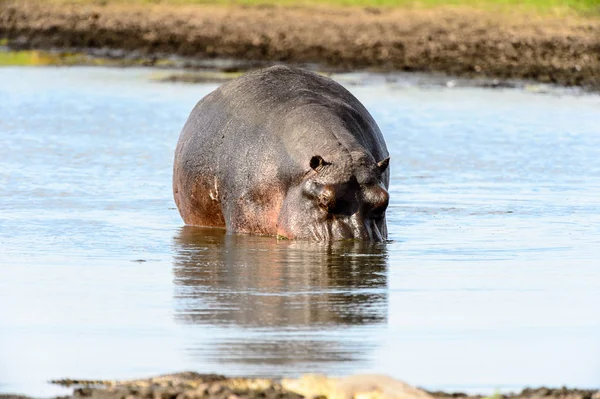 在莫里米野生动物保护区 奥卡万戈河三角洲 国家公园 博茨瓦纳 — 图库照片