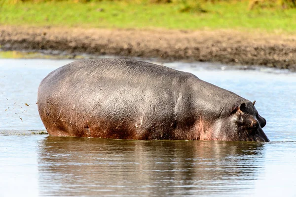 Hipopótamo Reserva Caza Moremi Delta Del Río Okavango Parque Nacional —  Fotos de Stock