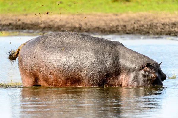 Hipopótamo Reserva Caza Moremi Delta Del Río Okavango Parque Nacional — Foto de Stock