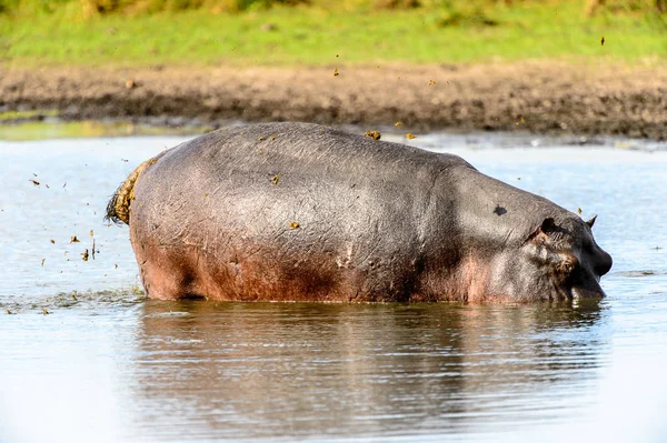 Hippopotamus Moremi Game Reserve Okavango Nehri Deltası Milli Park Botsvana — Stok fotoğraf