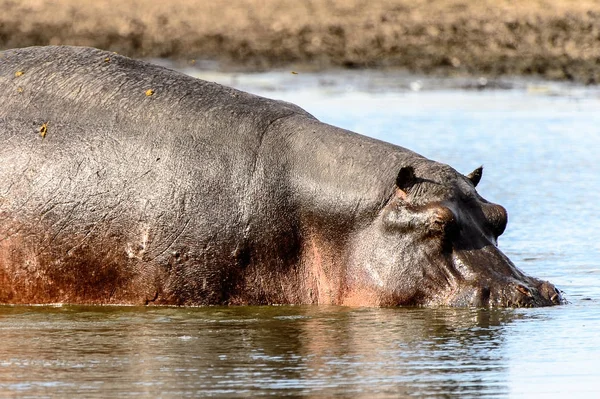 Hipopótamo Reserva Caça Moremi Delta Rio Okavango Parque Nacional Botsuana — Fotografia de Stock