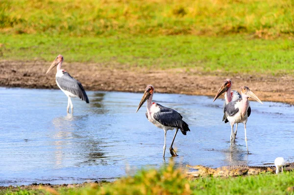 Marabou Stork Moremi Game Reserve Delta Rio Okavango Parque Nacional — Fotografia de Stock