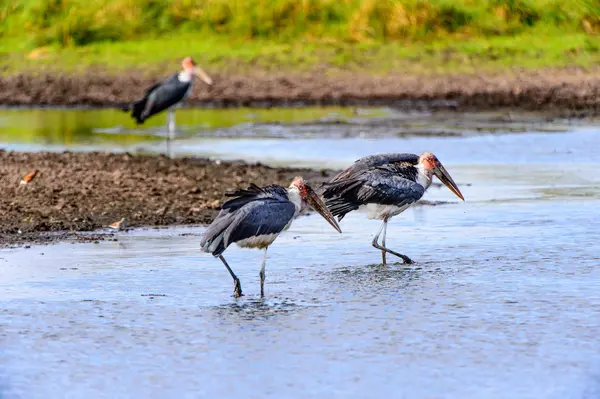 Marabou Stork Vid Moremi Viltreservat Okavango River Delta Nationalpark Botswana — Stockfoto