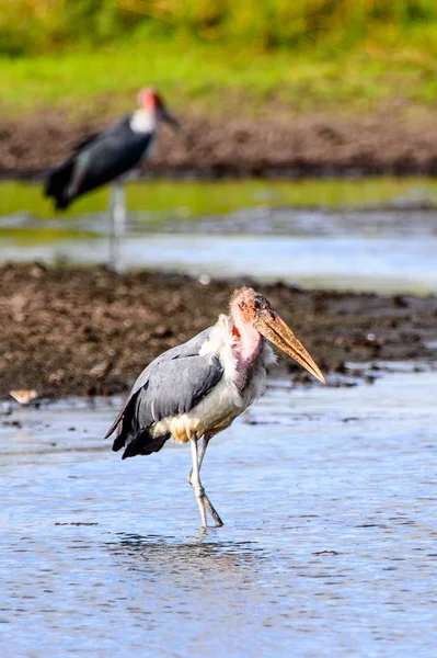 Marabou Stork Vid Moremi Viltreservat Okavango River Delta Nationalpark Botswana — Stockfoto