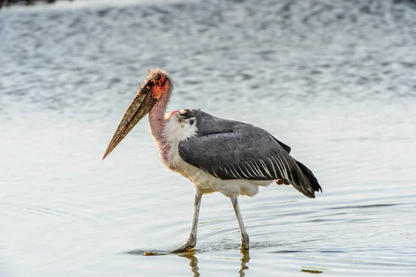 Marabou Stork Rezerwacie Moremi Delta Rzeki Okavango Park Narodowy Botswana — Zdjęcie stockowe