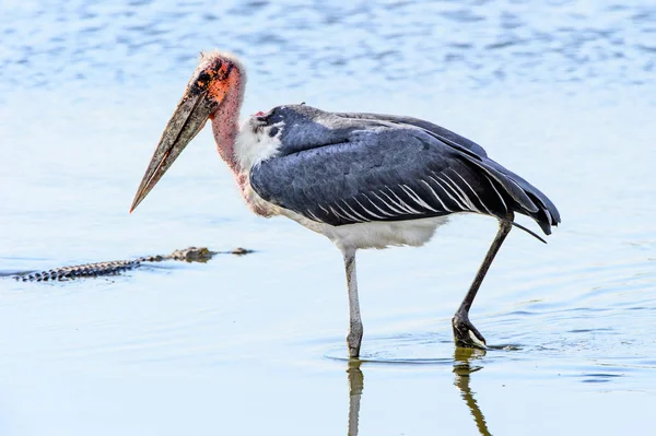 Marabou Stork Rezerwacie Moremi Delta Rzeki Okavango Park Narodowy Botswana — Zdjęcie stockowe