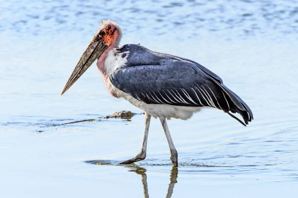 Marabou Stork Rezerwacie Moremi Delta Rzeki Okavango Park Narodowy Botswana — Zdjęcie stockowe