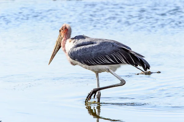 Marabou Stork Rezerwacie Moremi Delta Rzeki Okavango Park Narodowy Botswana — Zdjęcie stockowe