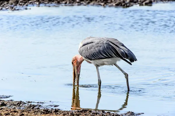 Marabou Stork Vid Moremi Viltreservat Okavango River Delta Nationalpark Botswana — Stockfoto