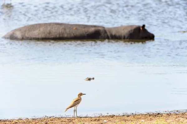 马拉布 斯托克在莫雷米野生动物保护区 奥卡万戈河三角洲 国家公园 博茨瓦纳 — 图库照片