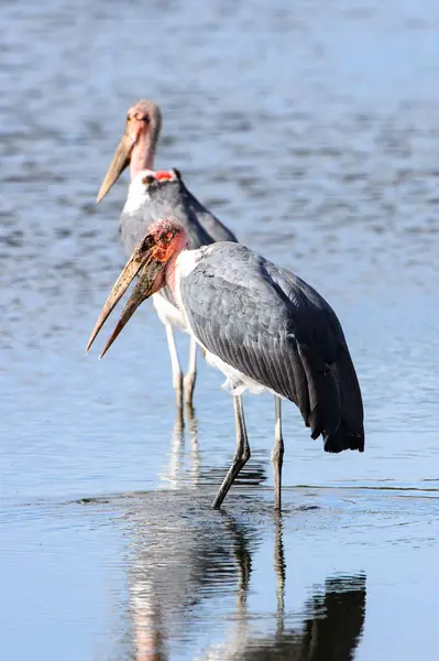 Marabou Stork Rezerwacie Moremi Delta Rzeki Okavango Park Narodowy Botswana — Zdjęcie stockowe