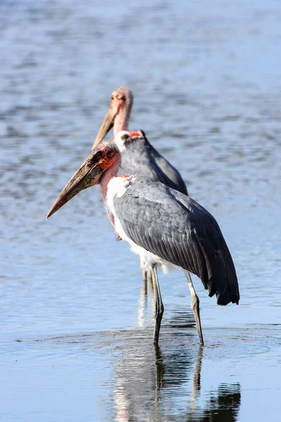 Marabou Stork Rezerwacie Moremi Delta Rzeki Okavango Park Narodowy Botswana — Zdjęcie stockowe