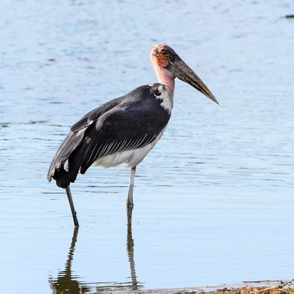 Marabou Stork Moremi Game Reserve Delta Rio Okavango Parque Nacional — Fotografia de Stock