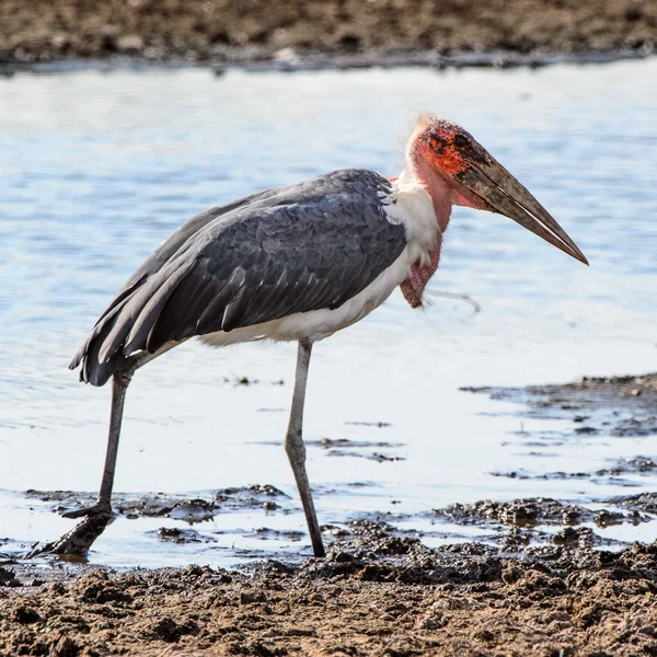 Marabou Stork Moremi Game Reserve Delta Rio Okavango Parque Nacional — Fotografia de Stock