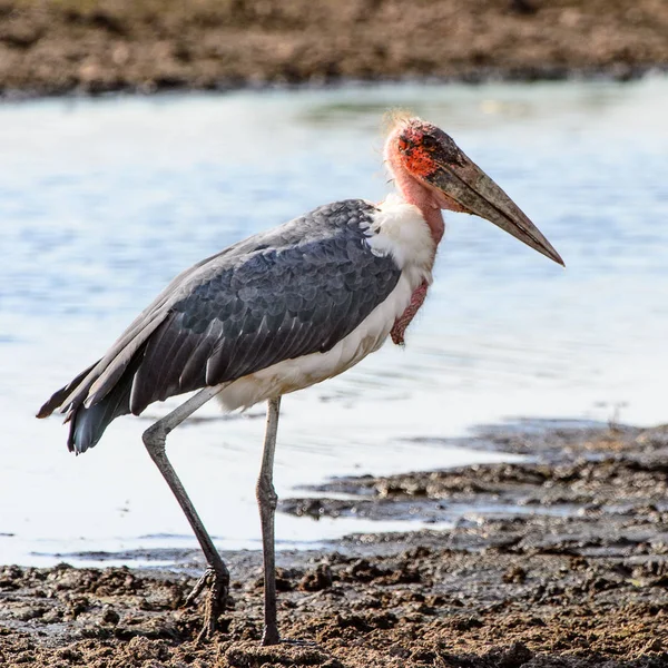 Marabou Stork Moremi Game Reserve Delta Rio Okavango Parque Nacional — Fotografia de Stock