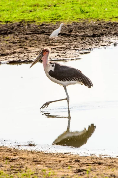 Marabou Stork Rezerwacie Moremi Delta Rzeki Okavango Park Narodowy Botswana — Zdjęcie stockowe