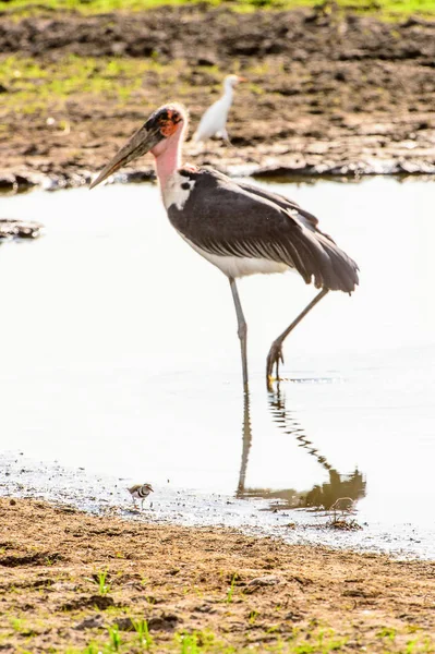 Marabou Stork Moremi Game Reserve Delta Rio Okavango Parque Nacional — Fotografia de Stock