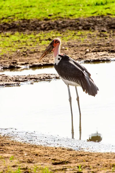 Marabou Stork Moremi Game Reserve Okavango Nehri Deltası Milli Park — Stok fotoğraf