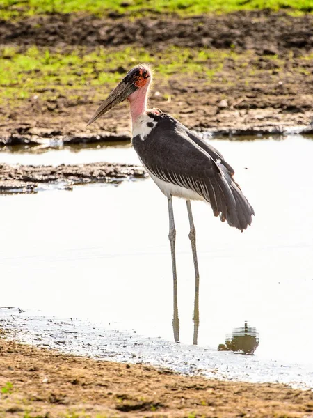 Marabou Stork Rezerwacie Moremi Delta Rzeki Okavango Park Narodowy Botswana — Zdjęcie stockowe