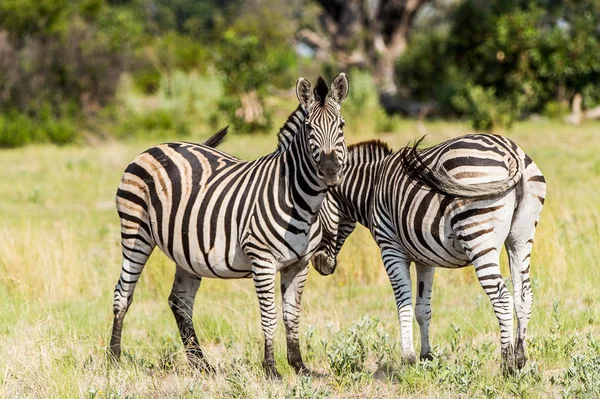 Zebras Tummeln Sich Moremi Wildreservat Okavango Delta Nationalpark Botswana — Stockfoto