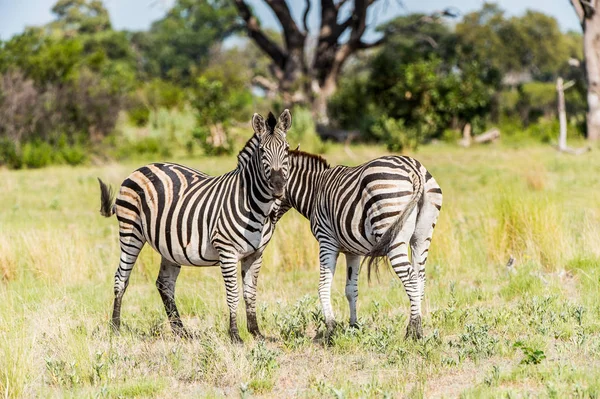 Zebras Tummeln Sich Moremi Wildreservat Okavango Delta Nationalpark Botswana — Stockfoto