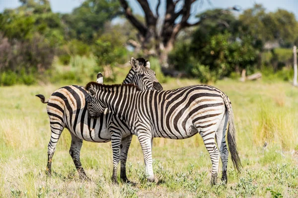 Zebras Tummeln Sich Moremi Wildreservat Okavango Delta Nationalpark Botswana — Stockfoto