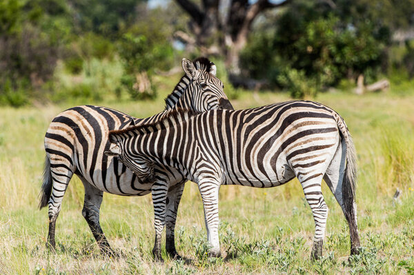 Zebras flock in the Moremi Game Reserve (Okavango River Delta), National Park, Botswana