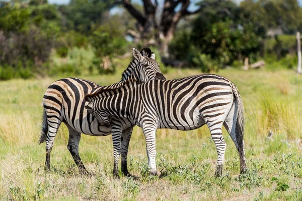 Zebras Tummeln Sich Moremi Wildreservat Okavango Delta Nationalpark Botswana — Stockfoto