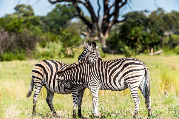 Zebras Tummeln Sich Moremi Wildreservat Okavango Delta Nationalpark Botswana — Stockfoto