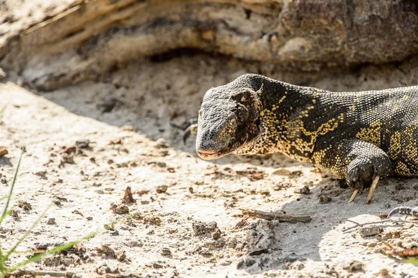 Monitor Lizard Het Moremi Game Reserve Okavango River Delta Nationaal — Stockfoto