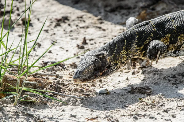 Surveillez Lézard Dans Réserve Chasse Moremi Delta Rivière Okavango Parc — Photo