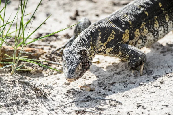 Monitör Kertenkele Moremi Oyun Rezerv Okavango River Delta Milli Park — Stok fotoğraf