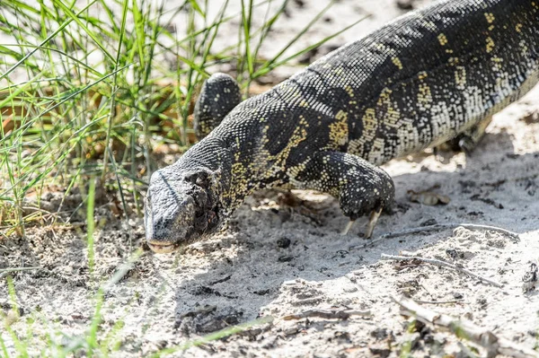 Surveillez Lézard Dans Réserve Chasse Moremi Delta Rivière Okavango Parc — Photo