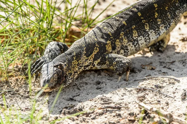 모레미 리저브 오카방고 삼각주 보츠와나에서 도마뱀을 모니터링 — 스톡 사진