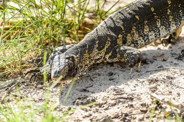 Lagarto Monitor Reserva Jogo Moremi Delta Rio Okavango Parque Nacional — Fotografia de Stock