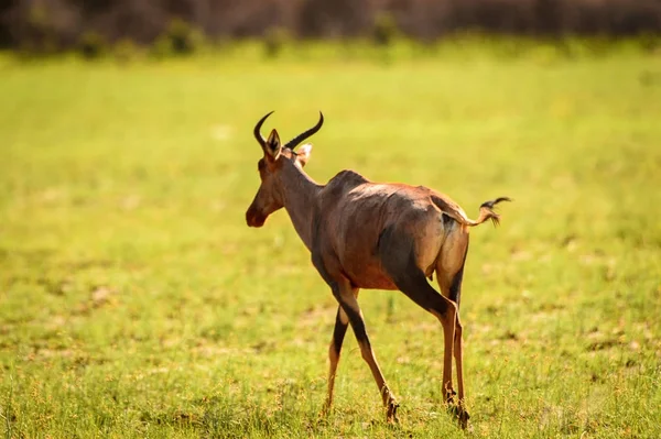 莫瑞米野生动物保护区 奥卡万戈河三角洲 的羚羊 博茨瓦纳国家公园 — 图库照片