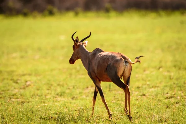 Antylopa Rezerwacie Gier Moremi Delta Rzeki Okavango Park Narodowy Botswana — Zdjęcie stockowe