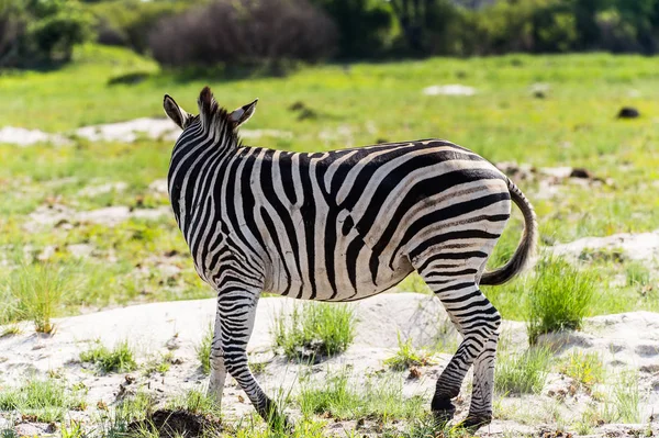 Zebra Moremi Wildreservat Okavango Delta Nationalpark Botswana — Stockfoto