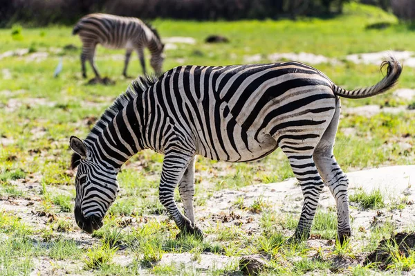 Zebra Moremi Game Reserve Okavango Nehri Deltası Ulusal Park Botsvana — Stok fotoğraf