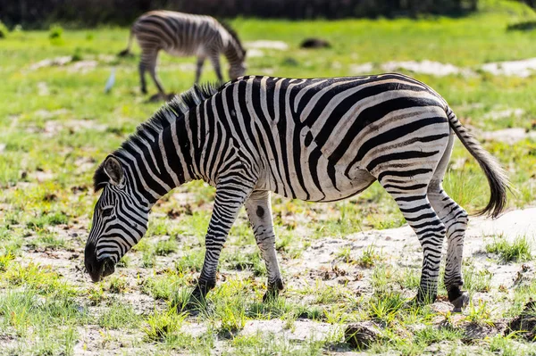 Zebra Moremi Wildreservat Okavango Delta Nationalpark Botswana — Stockfoto