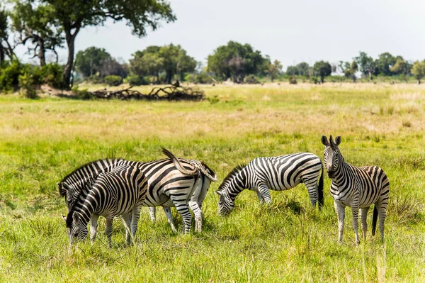 Zebra Moremi Game Reserve Okavango River Delta National Park Botswana — Stock Photo, Image