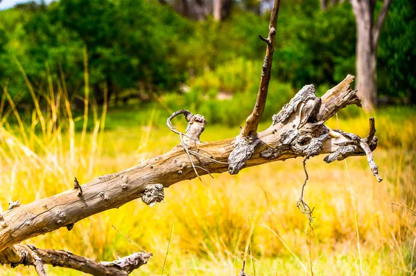 Landscape Okavango Delta Okavango Grassland One Seven Natural Wonders Africa — Stock Photo, Image