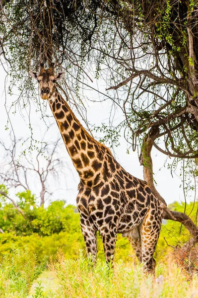 Giraffe Moremi Game Reserve Okavango River Delta National Park Botswana — Stock Photo, Image